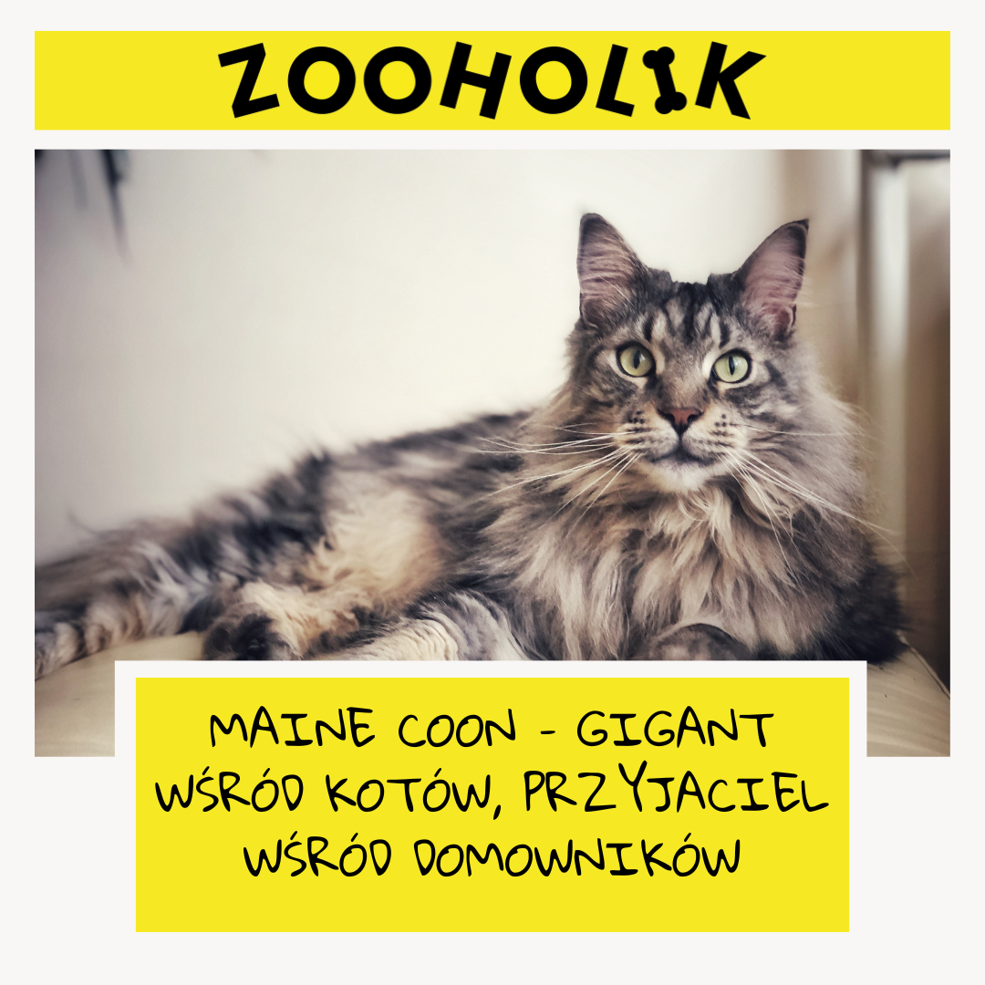 Maine Coon – Gigant wśród kotów, przyjaciel wśród domowników