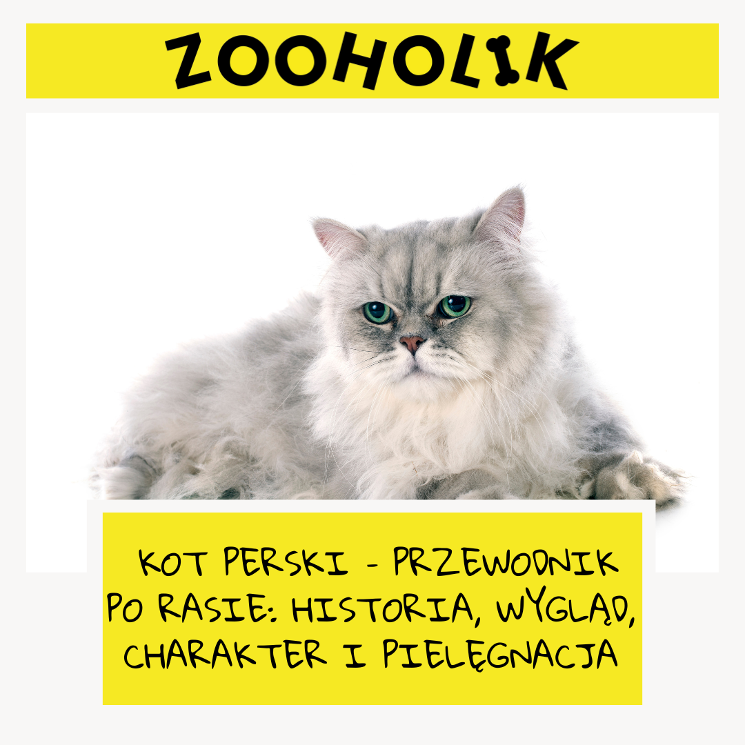 Kot perski – Przewodnik po Rasie: Historia, Wygląd, Charakter i Pielęgnacja