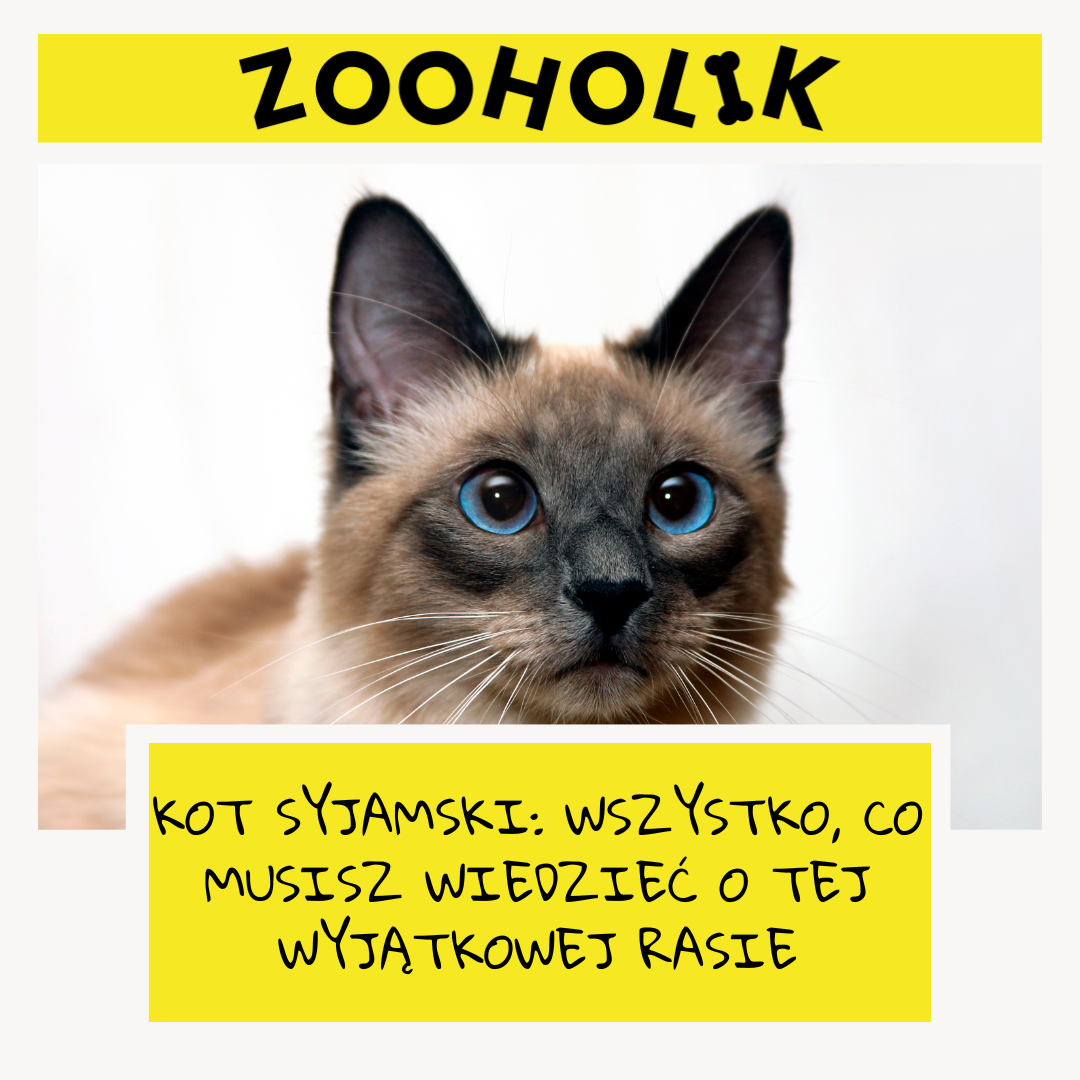 Kot Syjamski: Wszystko, co musisz wiedzieć o tej wyjątkowej rasie