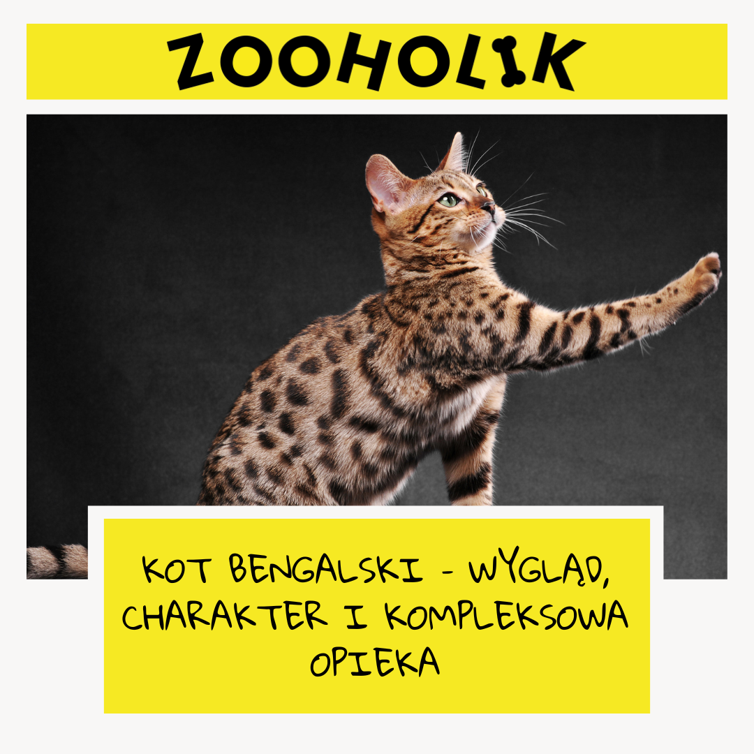 Kot Bengalski – Wygląd, Charakter i Kompleksowa Opieka