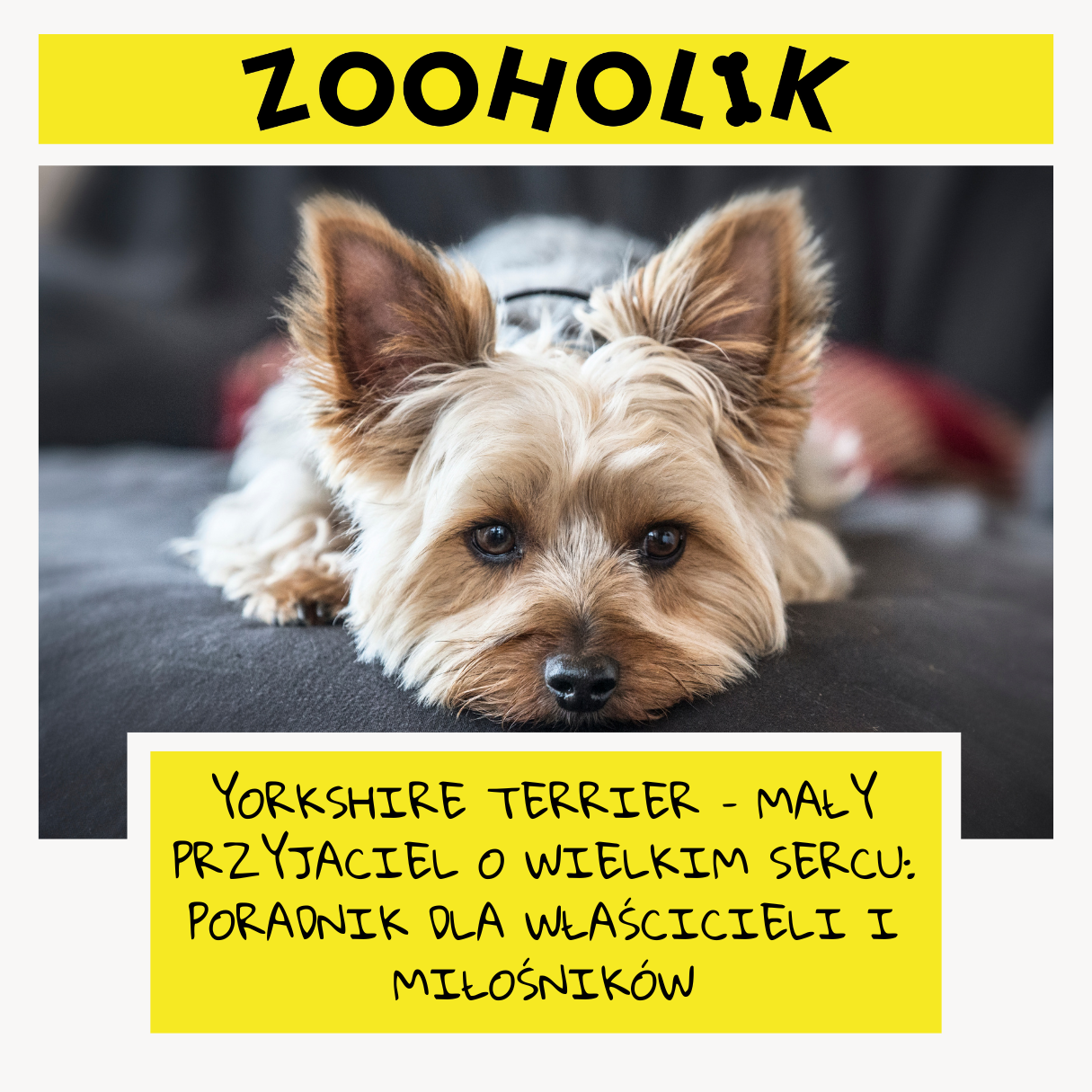 Yorkshire Terrier – Mały Przyjaciel o Wielkim Sercu: Poradnik dla Właścicieli i Miłośników