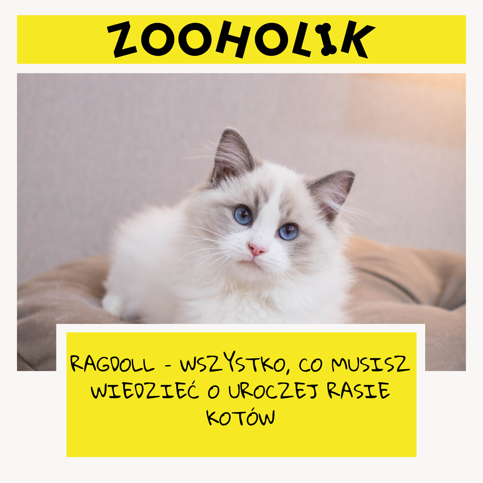 Ragdoll – Wszystko, Co Musisz Wiedzieć o Uroczej Rasie Kotów