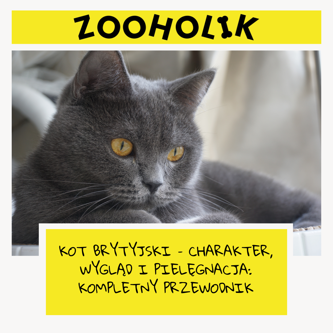 Kot Brytyjski – Charakter, Wygląd i Pielęgnacja: Kompletny Przewodnik